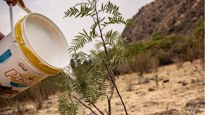 Bäume pflanzen in Bolivien