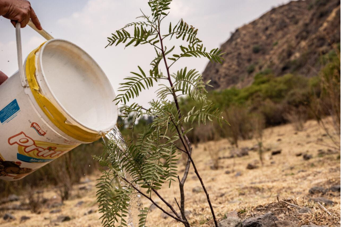 Bäume pflanzen in Bolivien