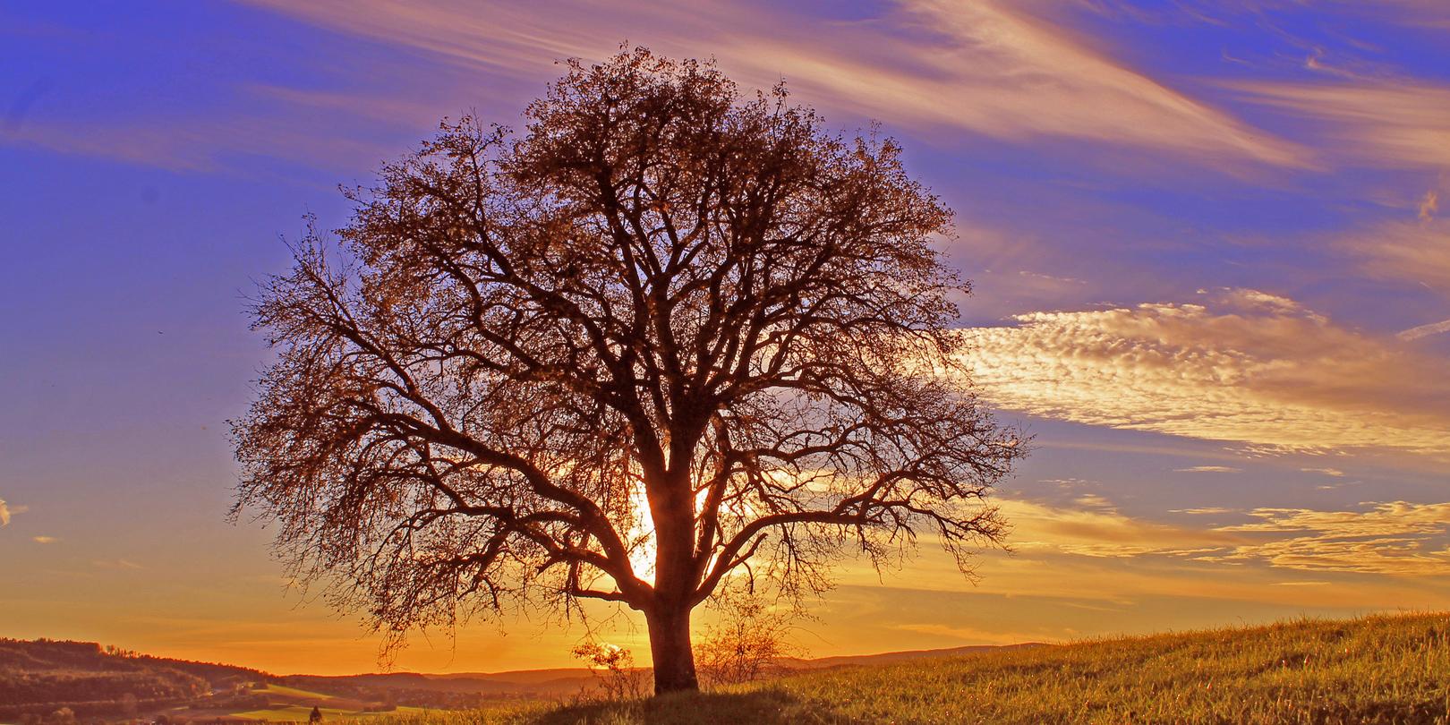 Baum